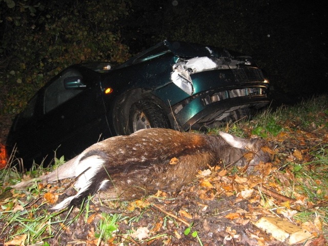 POL-SE: Wensin: Polizei warnt nochmals vor Wildwechsel (Foto)