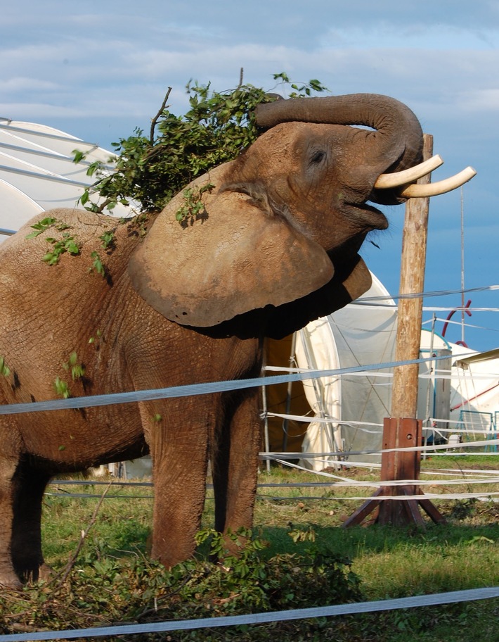 Aktionsbündnis "Tiere gehören zum Circus" übt scharfe Kritik am circusfeindlichen Verhalten einiger Kommunen (BILD)