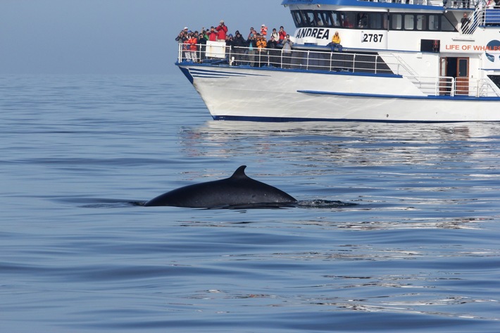 Island: drittes Jahr in Folge ohne Walfang
