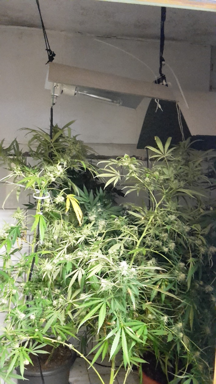POL-OG: Bietigheim - Indooranlage entdeckt, Marihuana im Wert von rund 10.000 Euro beschlagnahmt