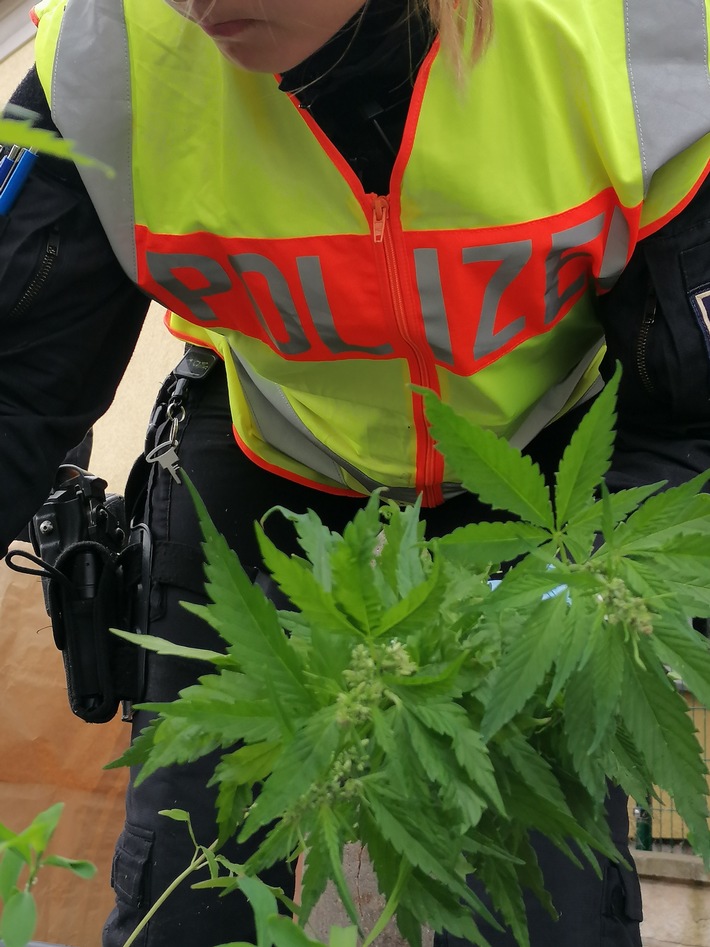 LPI-EF: Cannabispflanzen gefunden