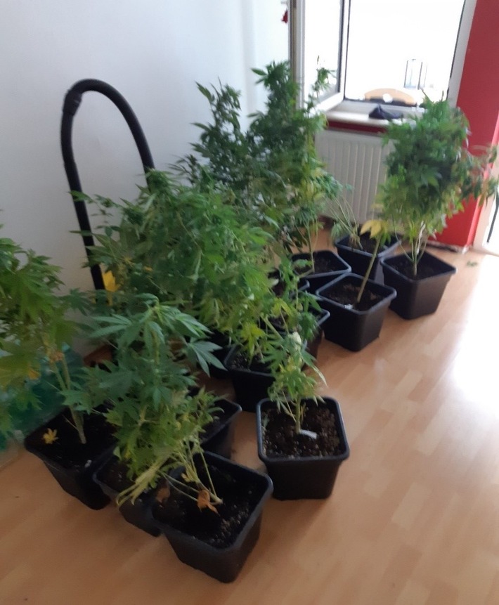 POL-PDPS: Gemeinsame Pressemitteilung der Staatsanwaltschaft Zweibrücken und der Polizeidirektion Pirmasens - 50 Cannabispflanzen sichergestellte -