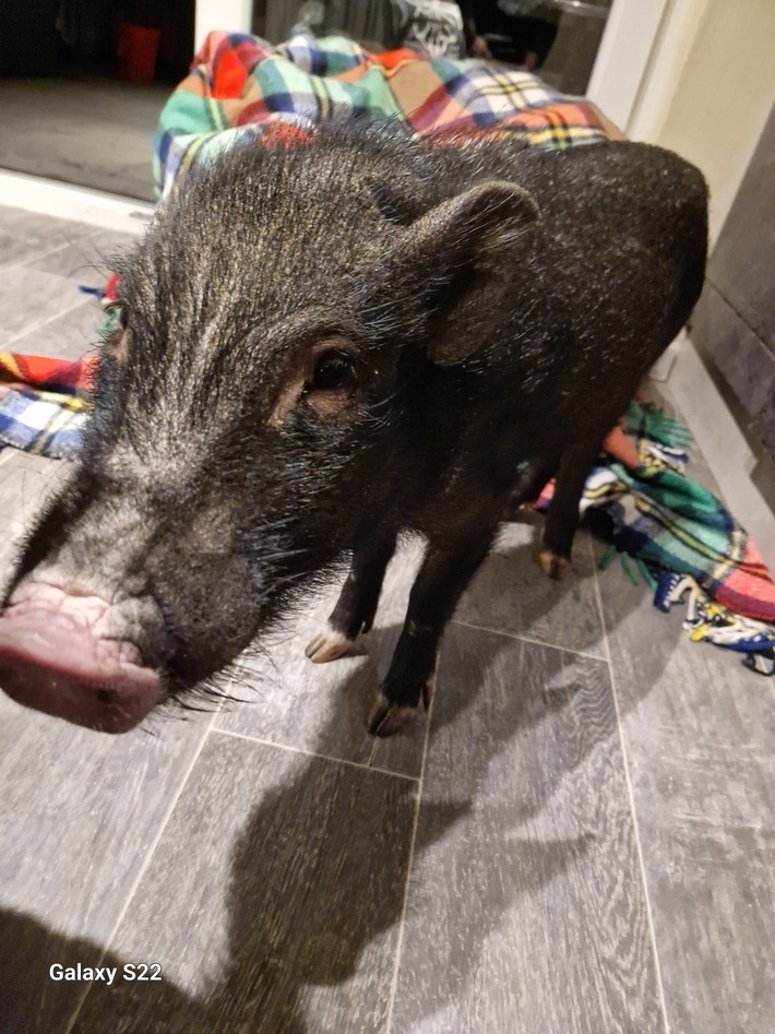 POL-OF: Mini-Schwein gerettet
