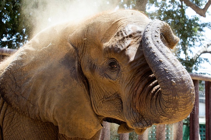 Die Elefantenkuh Noor Jehan ist im Zoo von Karatschi verstorben