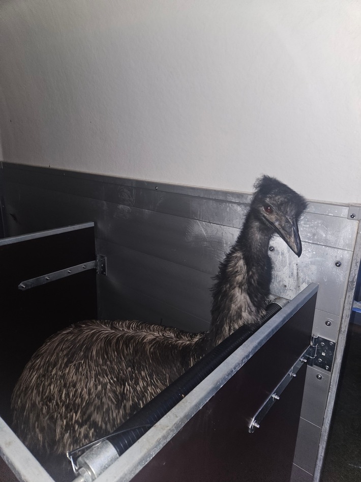 POL-DA: Schaafheim: Wer vermisst seinen Emu? / Freilaufendes Tier durch Straußenfarm in Obhut genommen