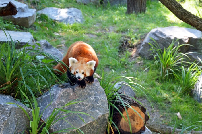 Das Dach der Welt in Leipzig: Hochgebirgslandschaft "Himalaya" im Leipziger Zoo feierlich eröffnet