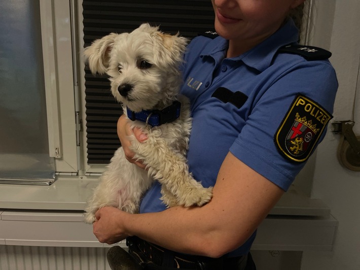 POL-PIOPP: Oppenheim - Hundebesitzer gesucht