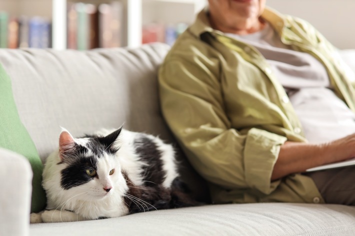 Zum Welt-Katzen-Tag am 8. August: Graupfoten – was Katzen-Senioren brauchen
