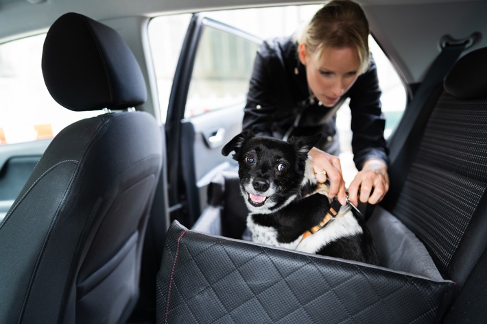 Haustiere sicher im Auto transportieren