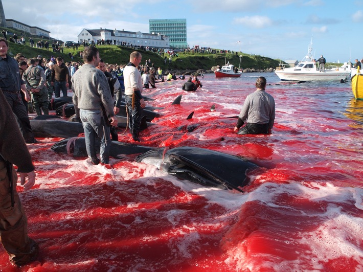 New scientific critique of the Faroe Island pilot whale hunt
