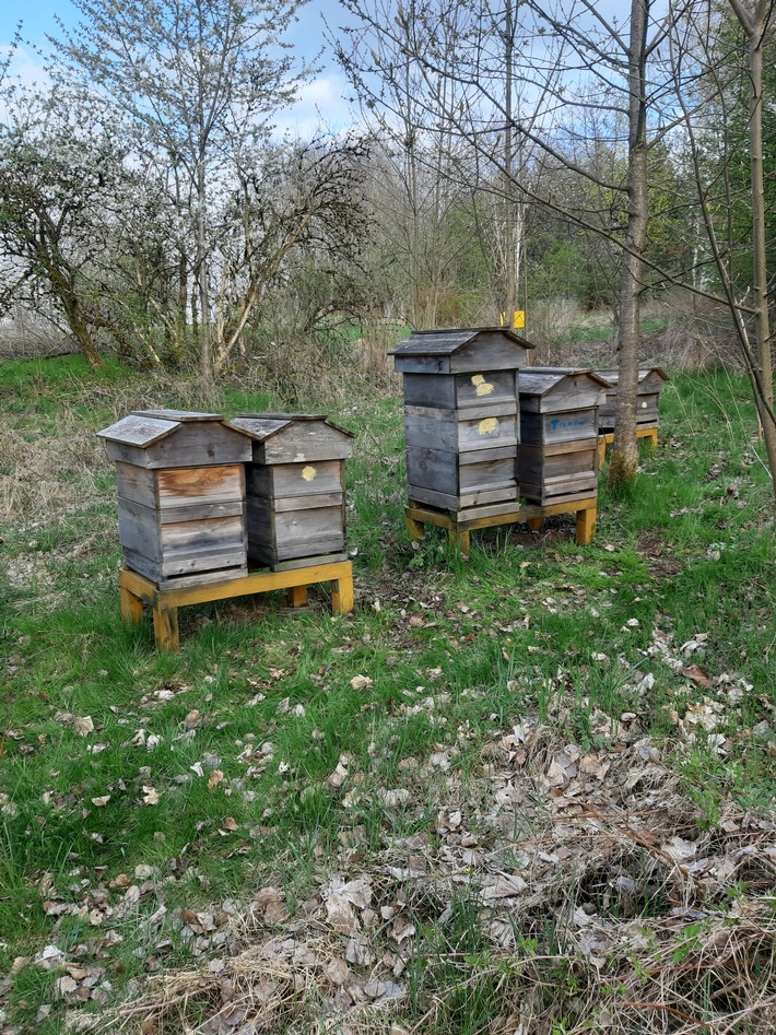 LPI-SHL: Bienenvölker entwendet