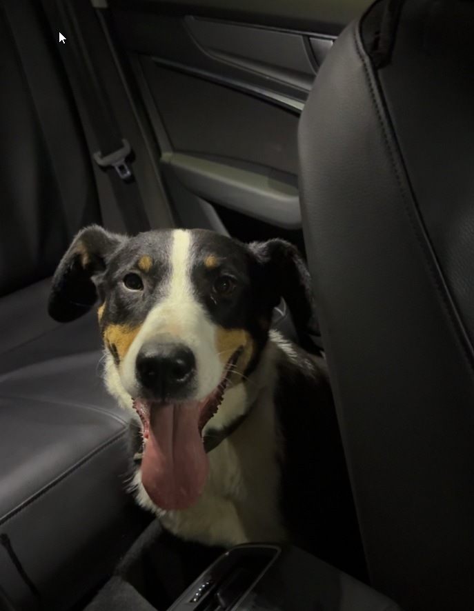 POL-PIROK: Fundhund sucht seinen Besitzer