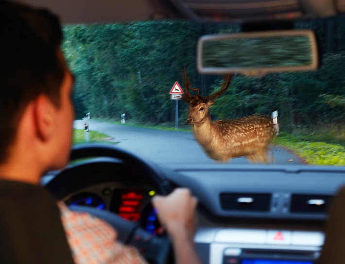 Mit Hirschen und Rehen muss gerechnet werden / Wer durch Waldstücke fährt, muss Geschwindigkeit anpassen und vorsichtig fahren (BILD)