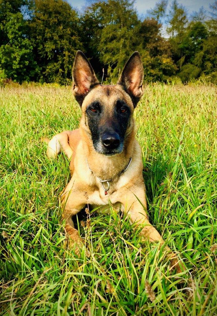 POL-MA: Lobbach-Lobenfeld: Einbruch in Einkaufsmarkt; Dank Polizeihund "Maddox" zwei Tatverdächtige festgenommen