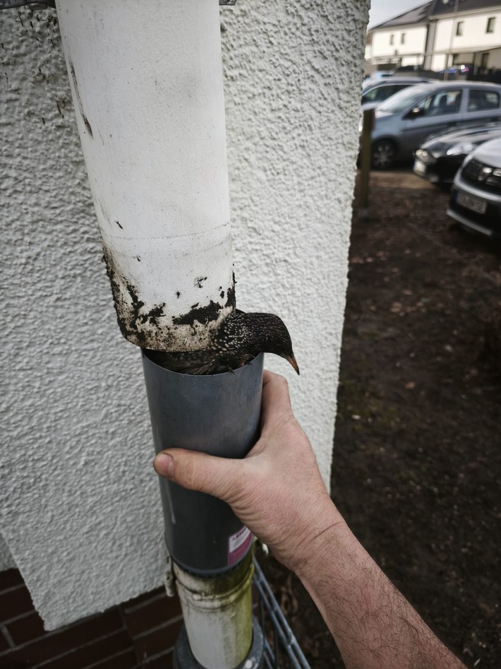 FW Celle: Vogel aus Regenabfluss gerettet