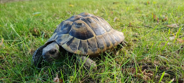 POL-DEL: Landkreis Wesermarsch: Schildkröte in Brake gefunden