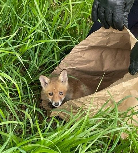 POL-BO: Kleiner Fuchs, großes Abenteuer!