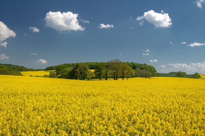 Rapsblüte 2024 / Gelb blühendes Bienenparadies