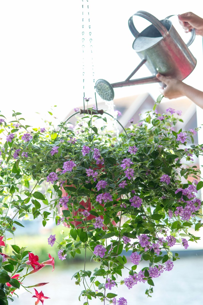 Clevere Bepflanzungen mit farbenfrohen Gartenblühern / Urban Gardening: Grüne Oase für kleine Balkone