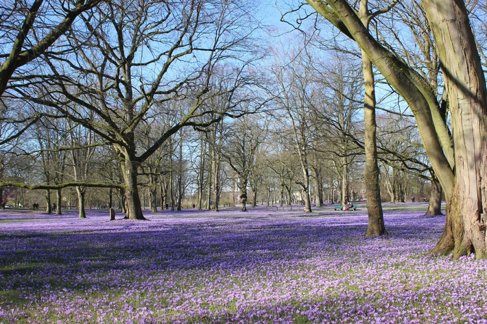 Husum / Nordsee: Mit einem lila Blüten-Wunder den Frühling beginnen