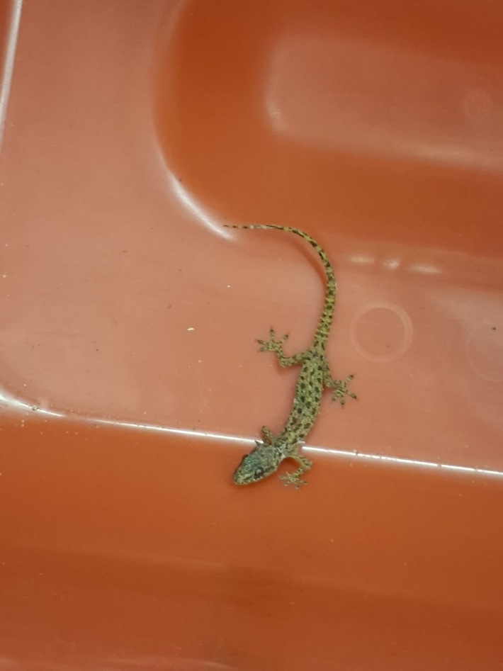 HZA-D: Zoll stoppt blinden Passagier im Koffer