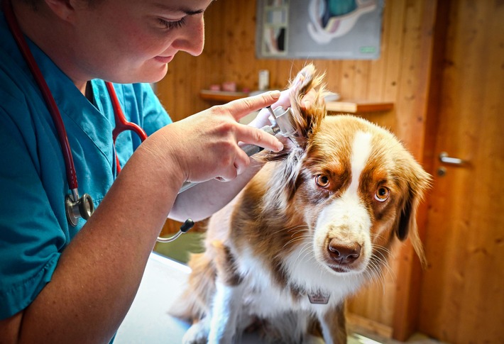 HUK-COBURG startet mit der Tierkrankenversicherung für Hunde und Katzen