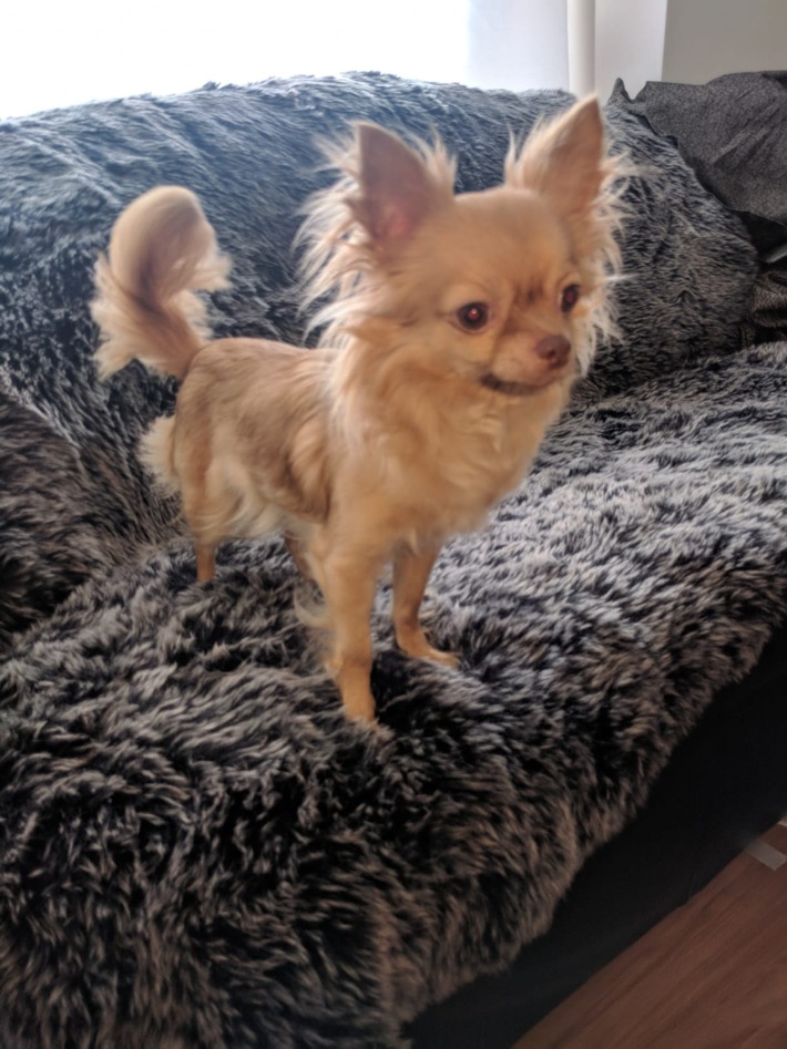 POL-MS: Polizei sucht &quot;Chihuahua&quot;- Diebe
