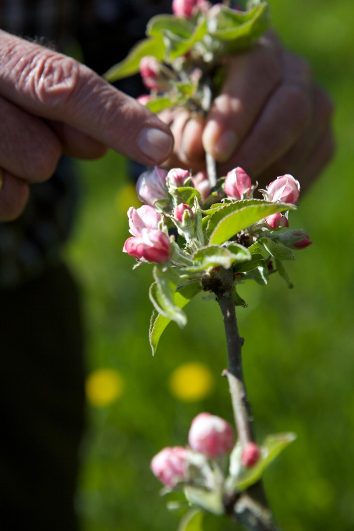 Jetzt blüht uns was / Prachtvolle Obstblüte kündigt neuen Fruchtsaftjahrgang an