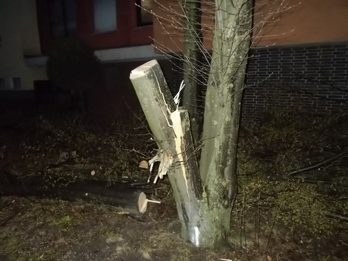 POL-E: Essen: Angesägter Baum stürzt auf Straße - Polizei sucht Zeugen