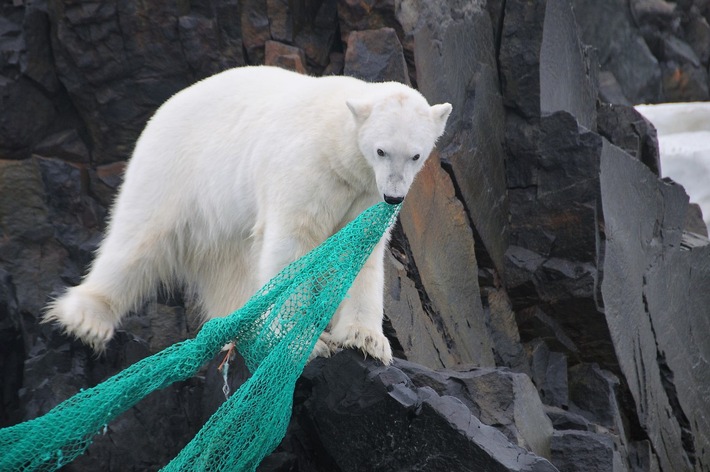 Die Tiere der Arktis verrecken elendig am Plastikmüll