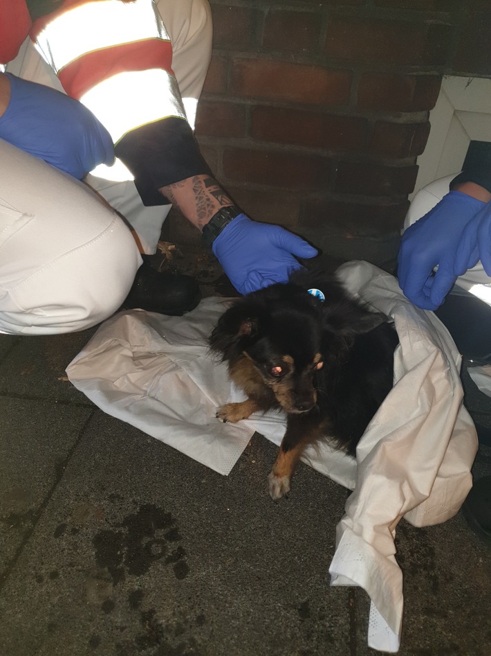 FW-BOT: Wohnungsbrand in Bottrop/Hund aus brennender Wohnung gerettet