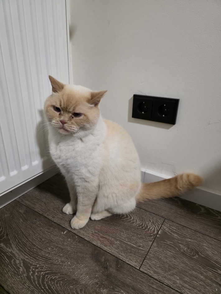 FW-EN: Kurioser Feuerwehreinsatz: Katze löst Sicherung aus