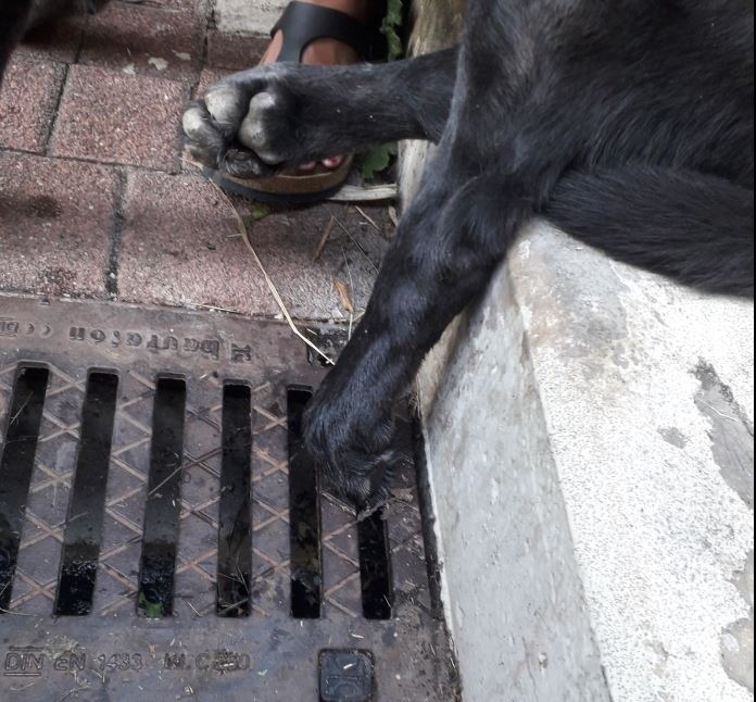 POL-MA: Hockenheim, Rhein-Neckar-Kreis: Tierischer Einsatz für Polizei und Feuerwehr - Hundepfote eingeklemmt