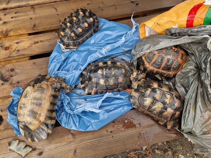 POL-SE: Bönningstedt - Verendete Schildkröten entsorgt, Polizei bittet um Hinweise