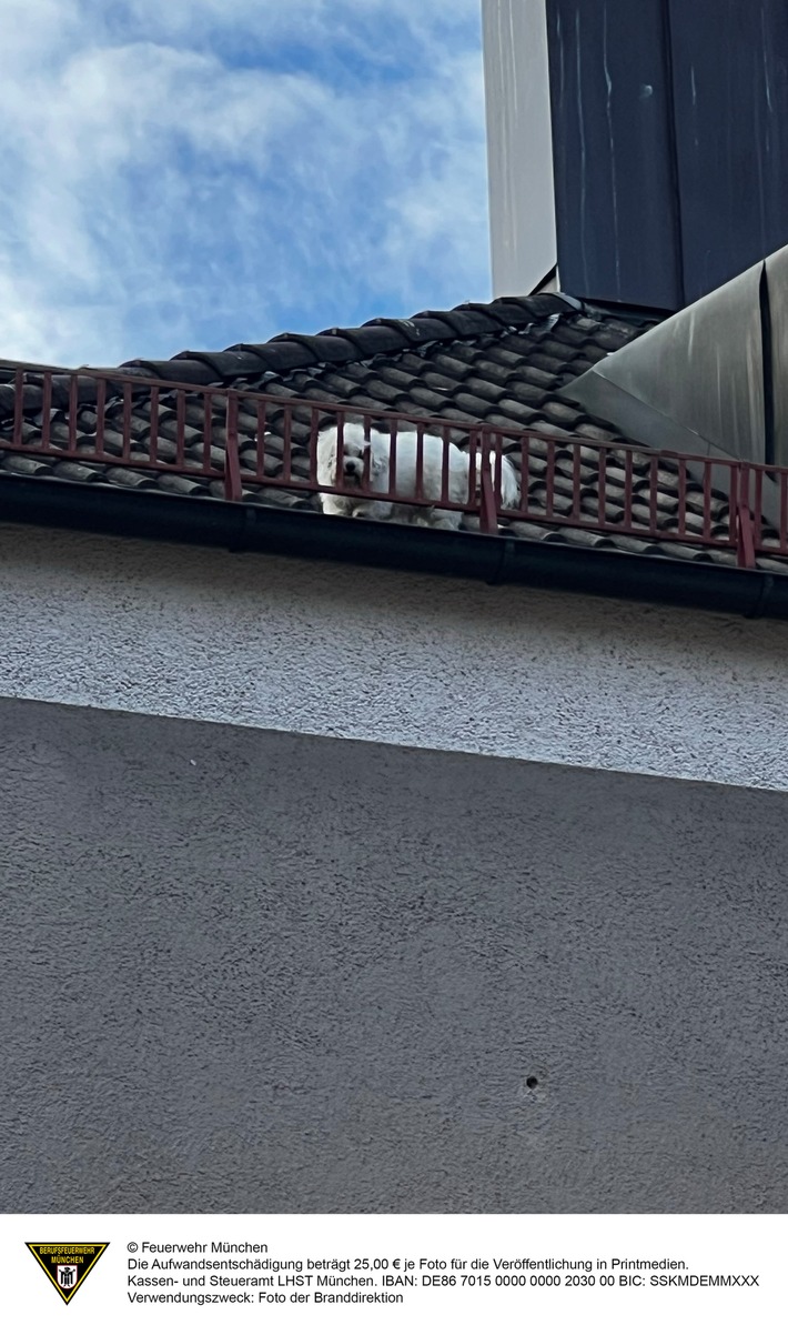 FW-M: Hund auf dem Dach (Milbertshofen)