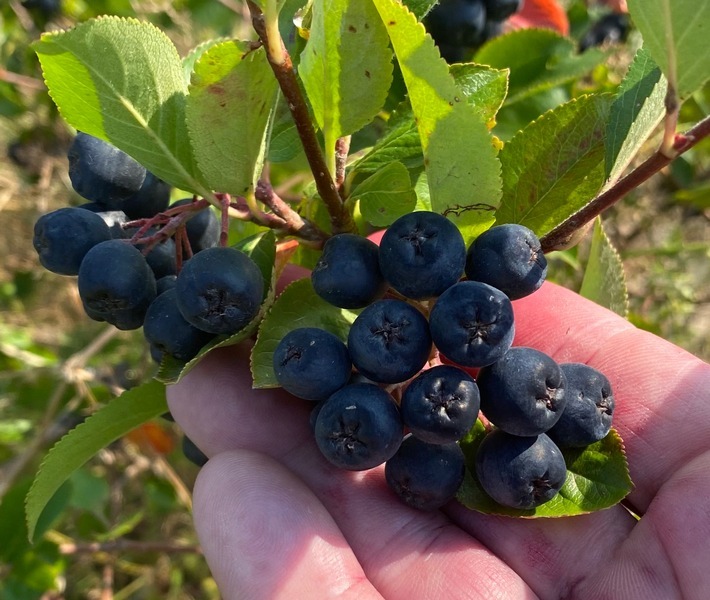 Kleine Beere mit großer Wirkung: eine Laborstudie hat jetzt nachgewiesen, dass der Saft der Aroniabeere stark antiviral wirkt und damit Corona- wie auch Grippeviren angreift. / Corona: Studie gibt Hoffnung / Aroniasaft kann SARS-CoV-2 und Grippe-Viren hemmen / Antivirale Wirkung im Labor nachgewiesen / Professor empfiehlt Gurgeln und anschließendes Schlucken des Safts / Weiterer Text über ots und www.presseportal.de/nr/151225 / Die Verwendung dieses Bildes ist für redaktionelle Zwecke honorarfrei. Veröffentlichung bitte unter Quellenangabe: "obs/Aroniabeere e.V."