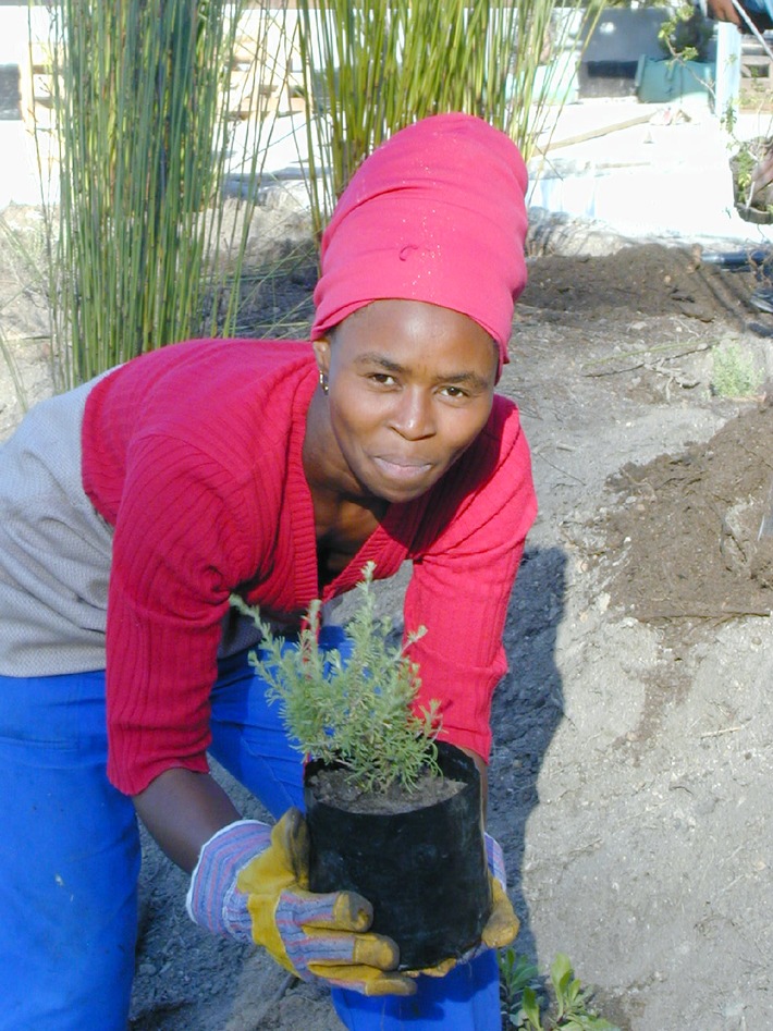 Südafrika: &quot;Green Futures&quot; bildet Fynbosgärtner aus - Chance für Arbeitslose, Schutz für bedrohte Pflanzenarten
