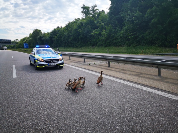 POL-FR: Eimeldingen: wegen Ausflug einer Nilgansfamilie kurzfristig Autobahn A 98 gesperrt (Bilder anbei)