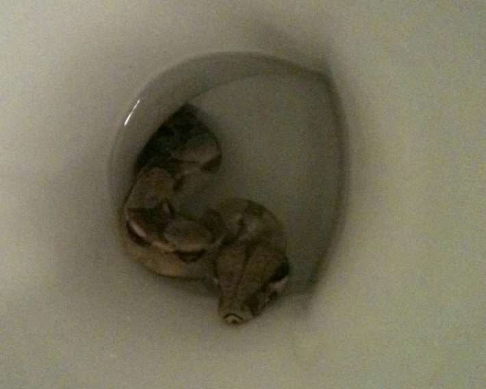 POL-H: Kind findet Schlange in Toilettenbecken
