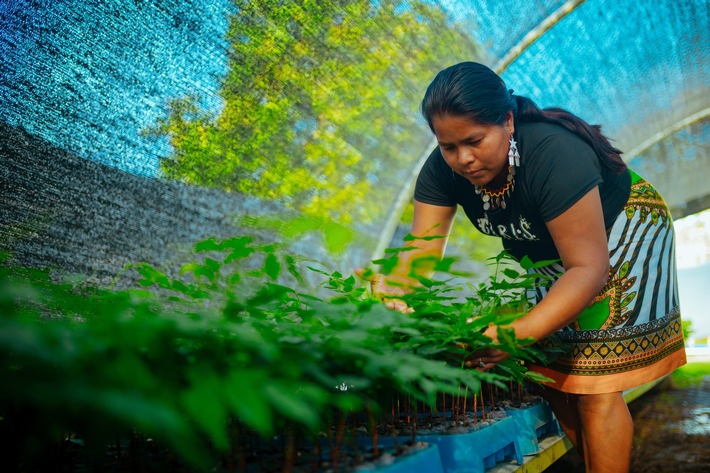 Wenn Aufforstung schadet – und wie sie nützt