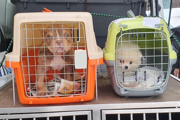 Bundespolizeidirektion München: Illegaler Hundetransport / Bundespolizei befreit 14 Welpen aus misslicher Lage