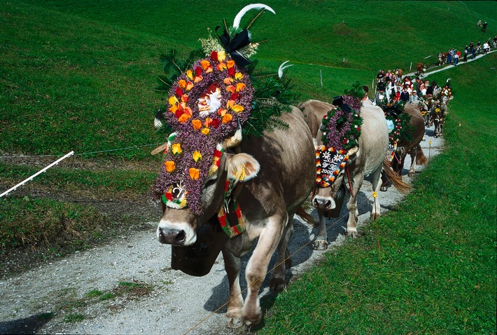 Hintertuxer Oktoberfest: Der schönste Almabtrieb in Tirol - BILD