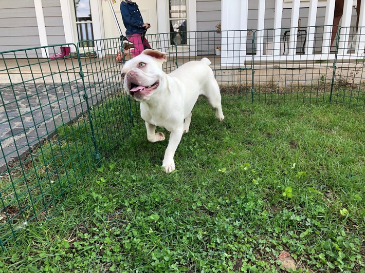 POL-PDTR: Zugelaufener Hund in Wincheringen - Wer kennt den/die Besitzer/-in?