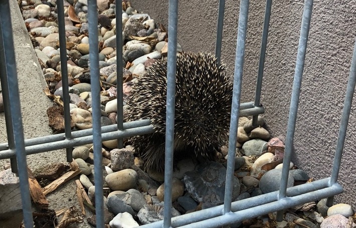 POL-PDLD: Edenkoben - Igel steckt im Zaun fest