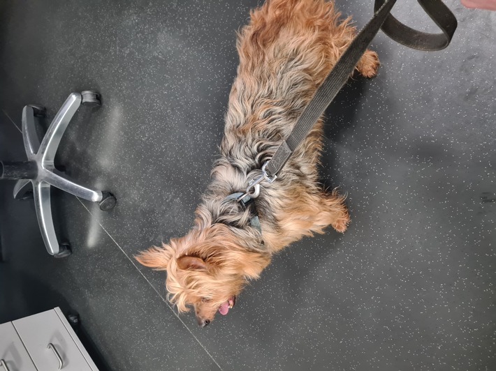 POL-PDTR: Yorkshire Terrier aufgefunden - Polizei sucht Besitzer