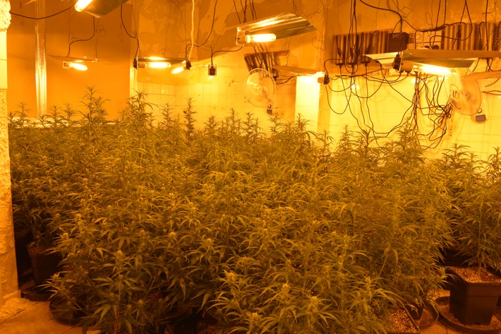 POL-GÖ: (130/2026) Professionelle Cannabis-Plantage in leerstehendem Haus in Zorge entdeckt - Zwei Tatverdächtige bei Durchsuchung am Mittwochmorgen festgenommen, Haftrichter erlässt U-Haftbefehle