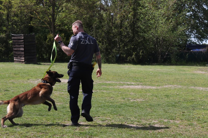 HZA-P: Zollhund Ego lässt Cannabisschmuggel am Flughafen BER auffliegen / Zoll entdeckt knapp 16 Kilogramm Cannabis bei der Einreise aus New York