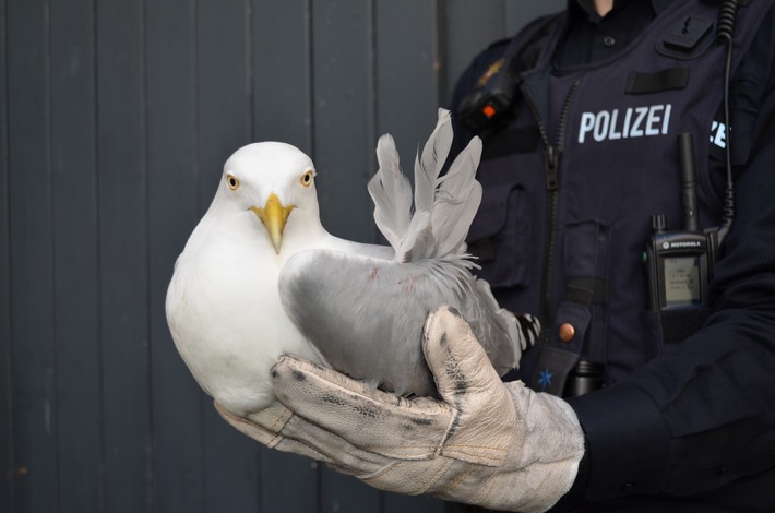 POL-FL: Verletzte Möwe rettet sich direkt vor das Polizeirevier