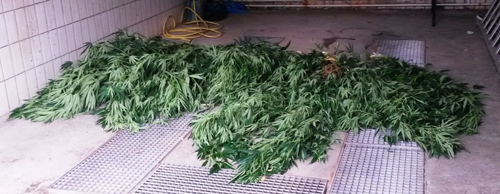 POL-PPMZ: Cannabis-Pflanzen im Gewächshaus