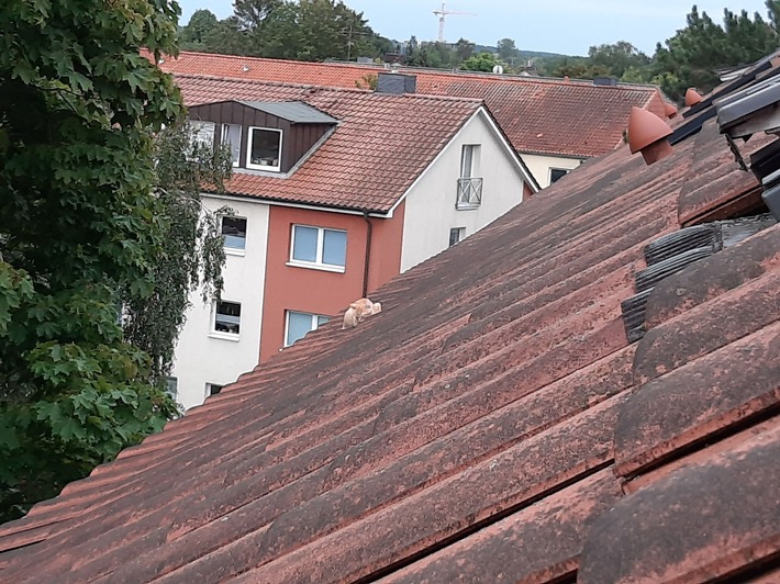 POL-HL: Lübeck - St. Jürgen / Haustier in Not - Polizei und Feuerwehr retten Katzenbaby von Hausdach